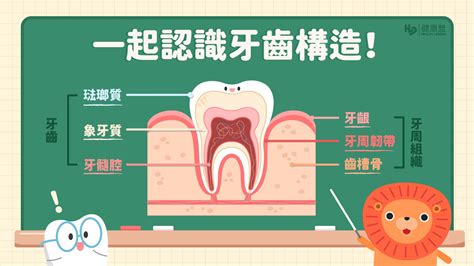 牙齒的功能|認識牙齒